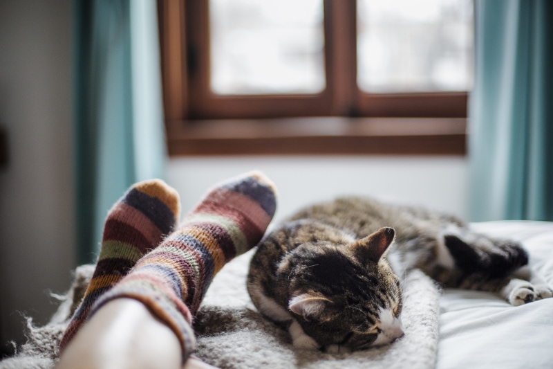 When Should You Replace Your Furnace? Domestic animal, cat, human foot, togetherness.